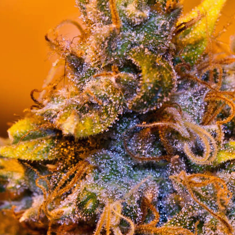 Blue Dream THCA Flower (23.8% THCA) — VelvetCBD