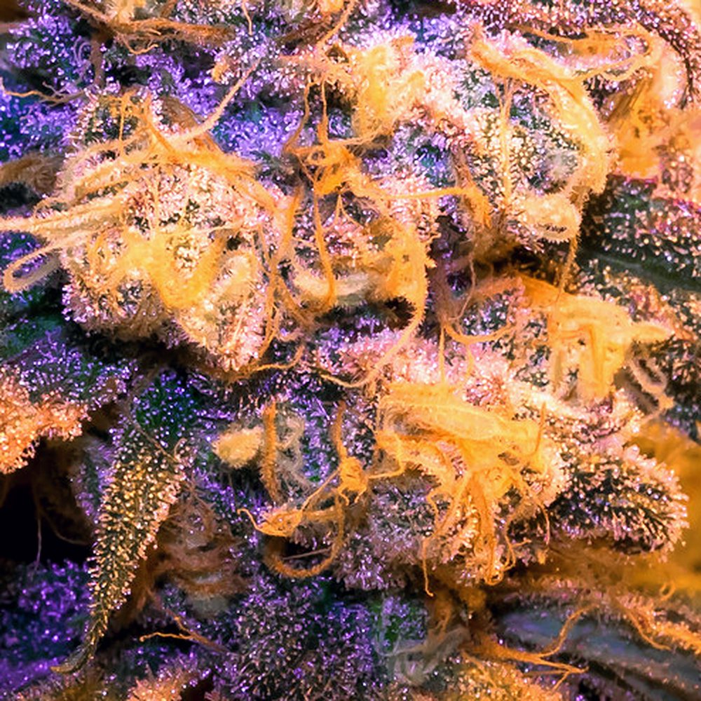 Galactic Warheadz (Exotic) THCA Flower (29.1% THCA) — VelvetCBD