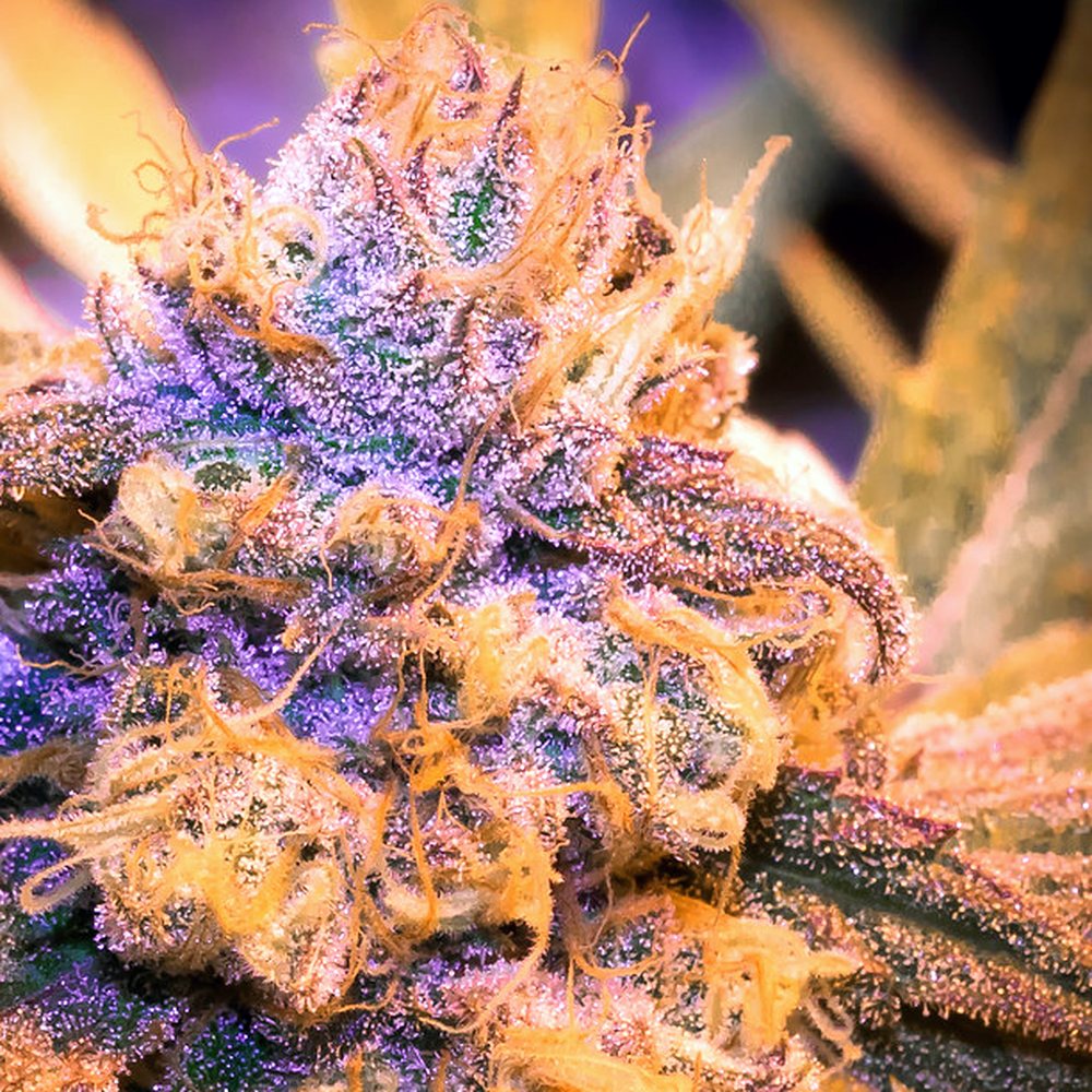Gelato THCA Flower (27.9% THCA) — VelvetCBD