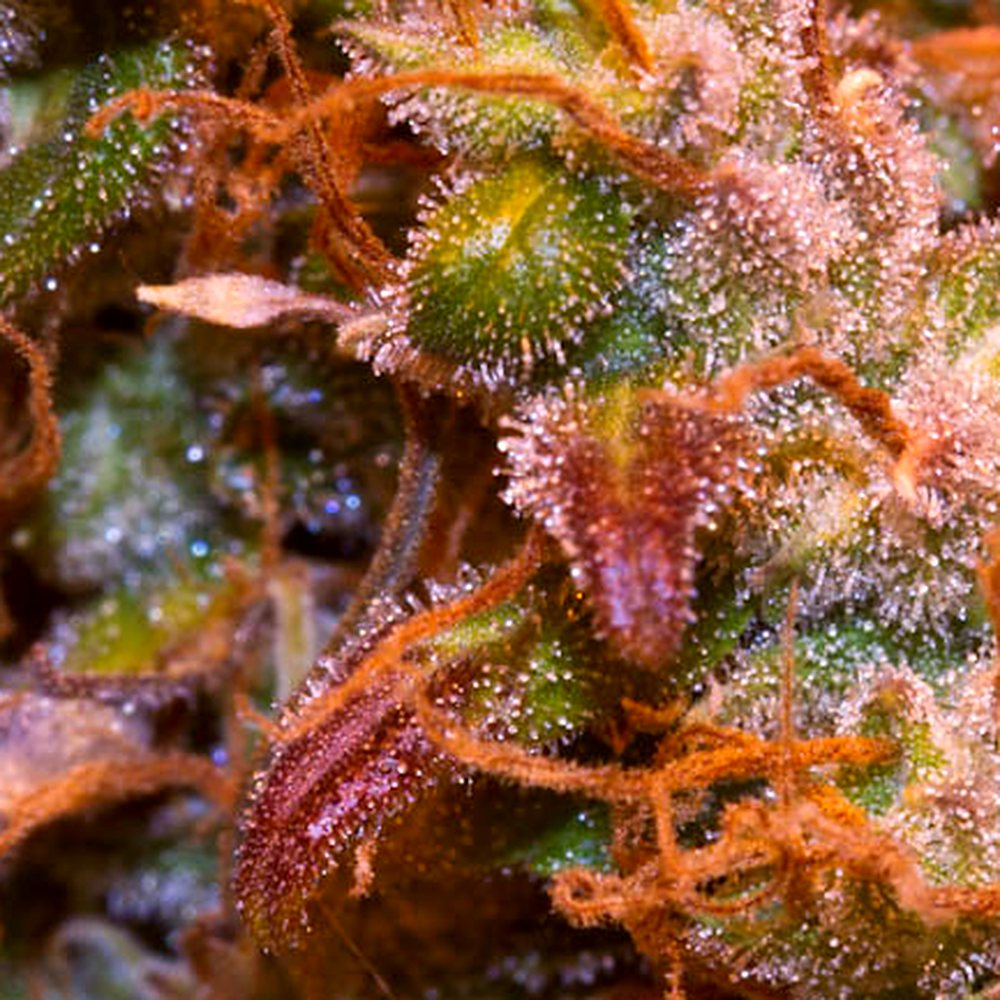 Girl Scout Cookies THCA Flower (28.7% THCA) — VelvetCBD