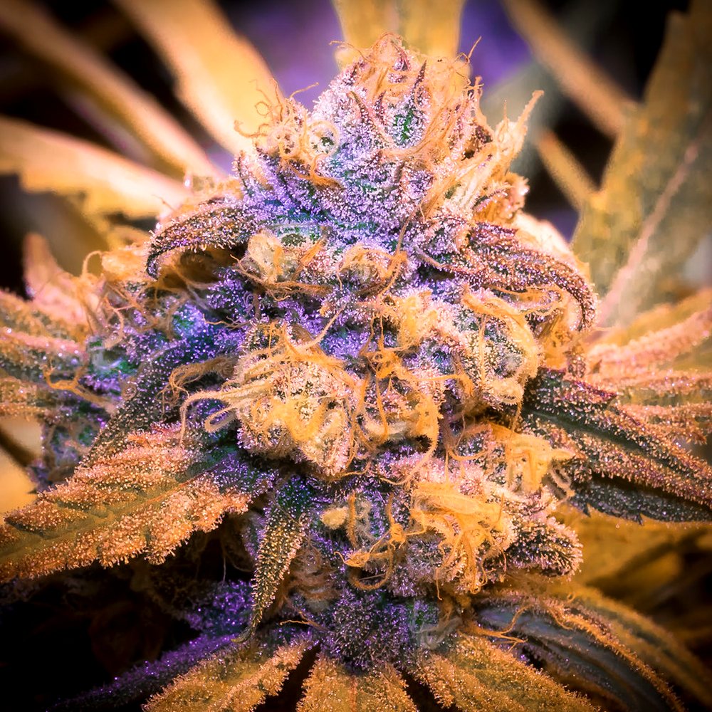 Granddaddy Purple (Exotic) THCA Flower (28.3% THCA) — VelvetCBD