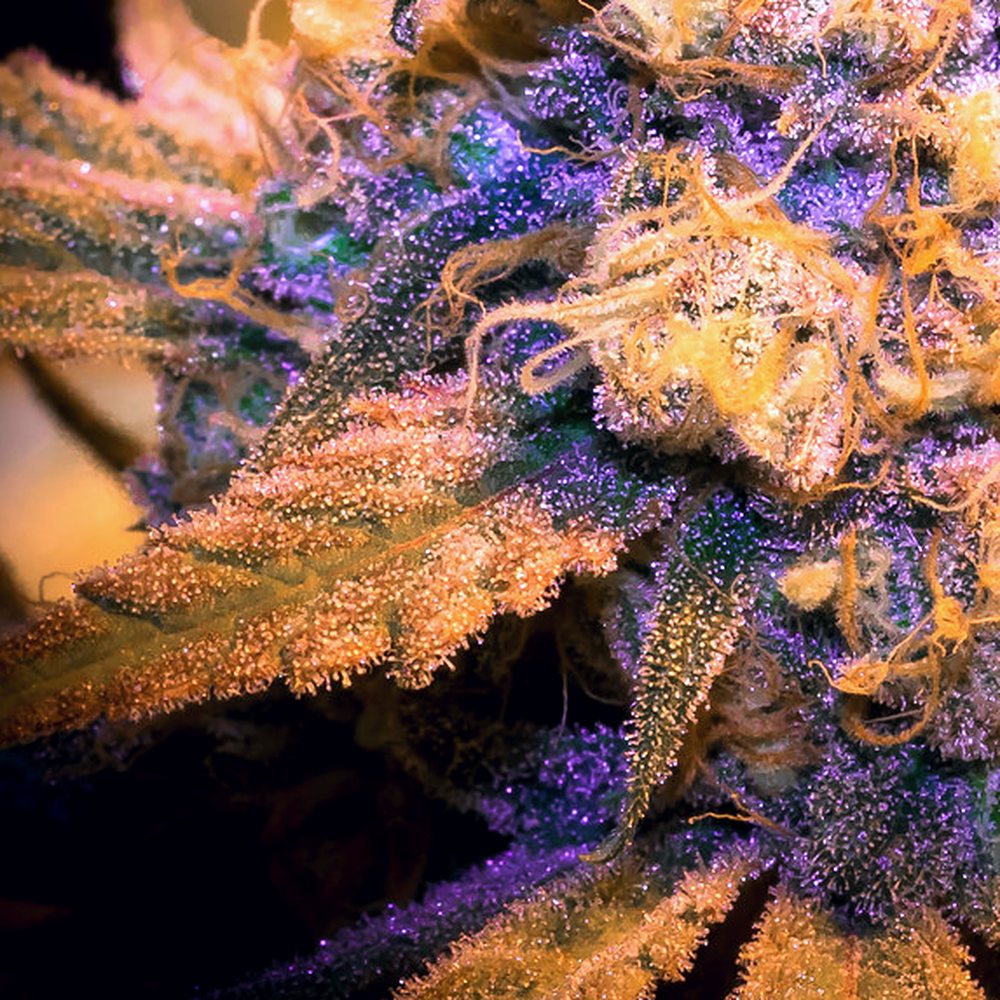 Gushers (Exotic) THCA Flower (27.8% THCA) — VelvetCBD