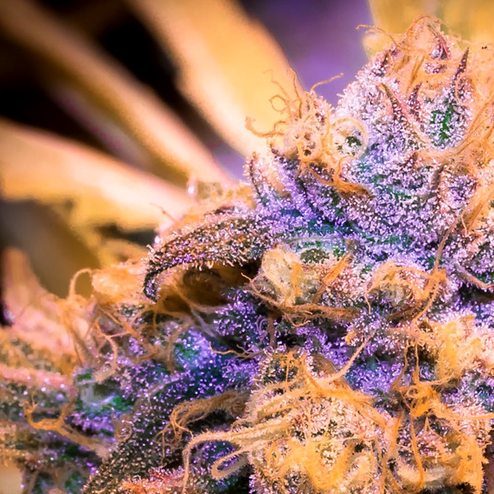 Jealousy (Indoor) THCA Flower (26.7% THCA) — VelvetCBD
