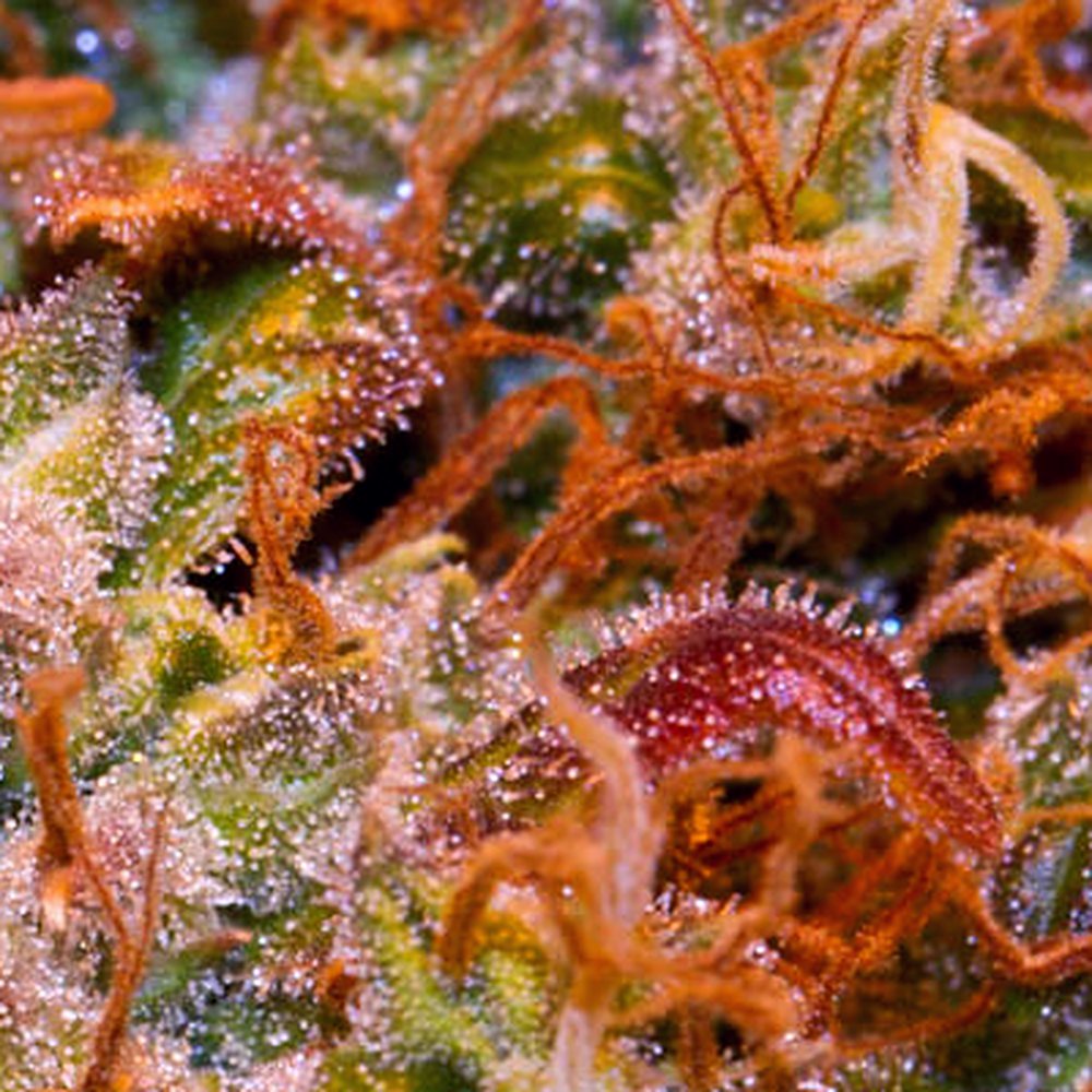MOB (Exotic) THCA Flower (27.5% THCA) — VelvetCBD