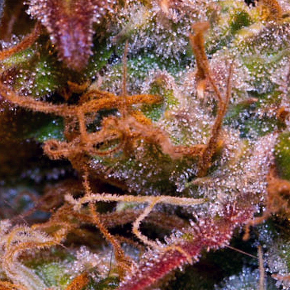 Northern Lights THCA Flower (26.1% THCA) — VelvetCBD