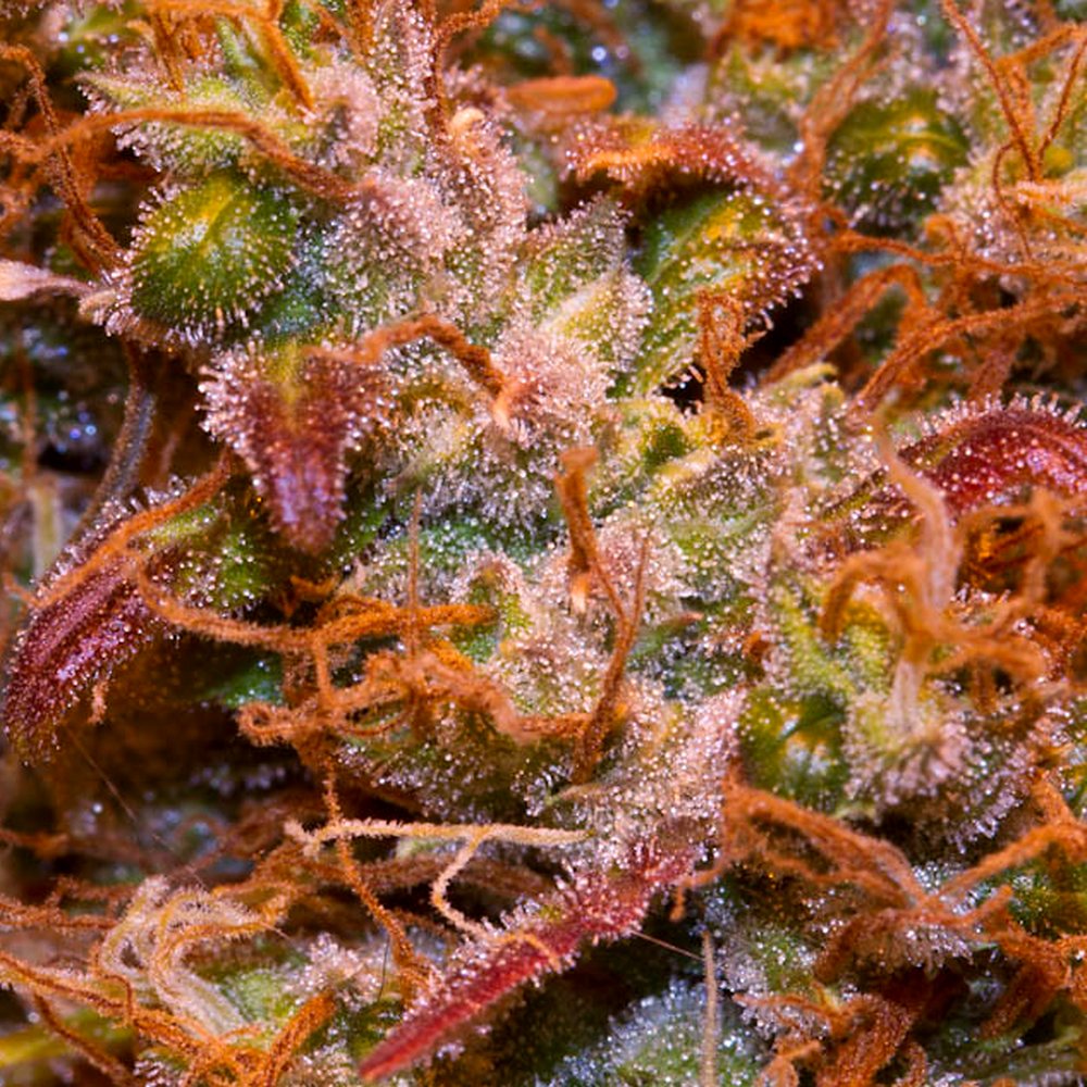 OG Kush THCA Flower (25.6% THCA) — VelvetCBD