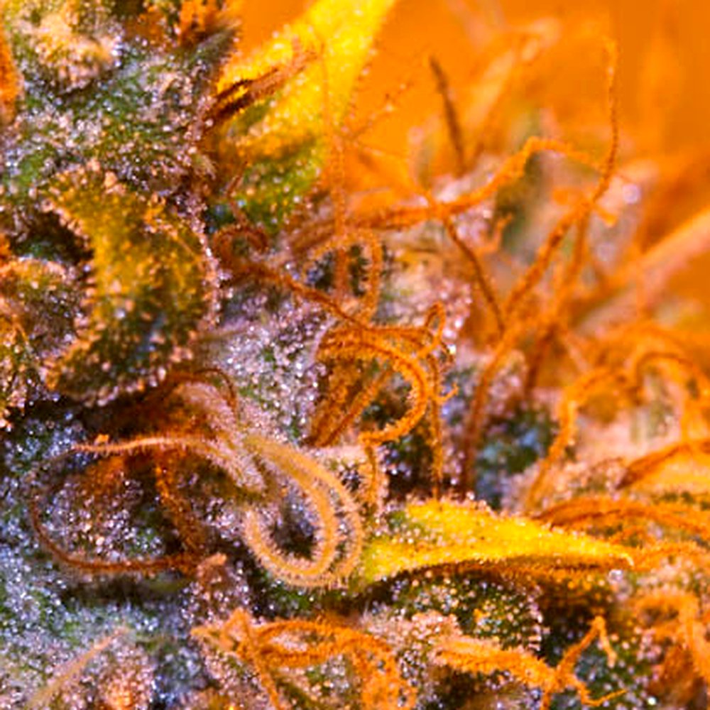 Pineapple Express THCA Flower (23.5% THCA) — VelvetCBD