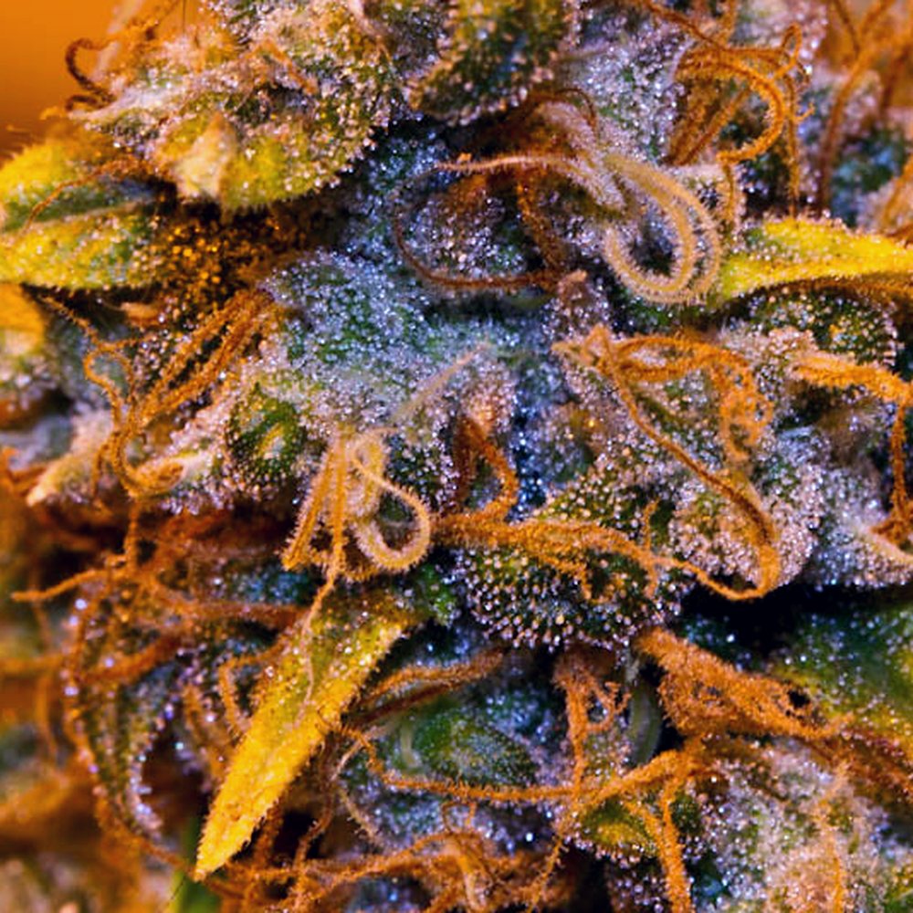 Purple Haze THCA Flower (24.8% THCA) — VelvetCBD