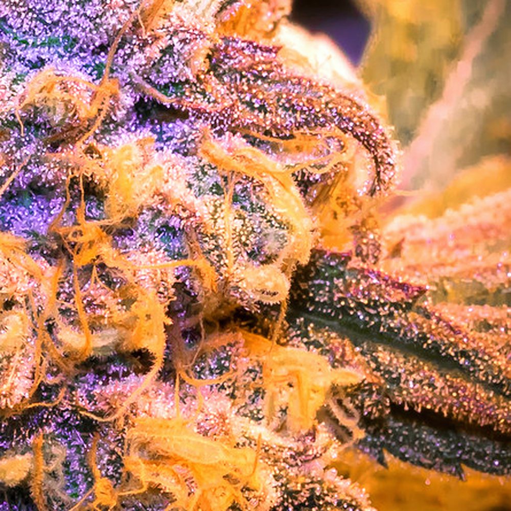 Rainbow Runtz (Exotic) THCA Flower (28.1% THCA) — VelvetCBD