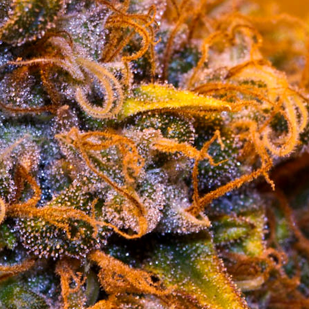 Sour Diesel THCA Flower (24.2% THCA) — VelvetCBD