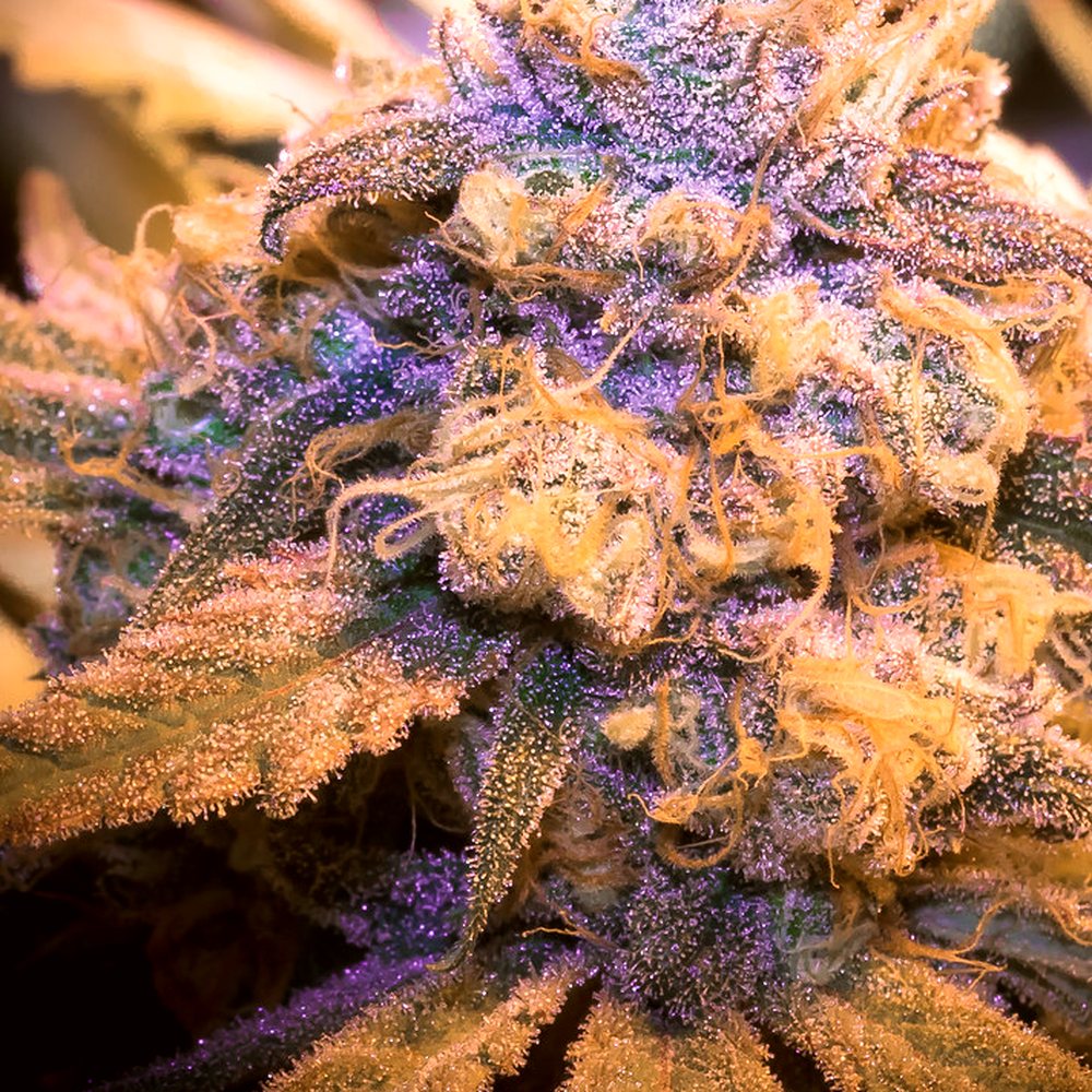 Wedding Cake THCA Flower (25.4% THCA) — VelvetCBD